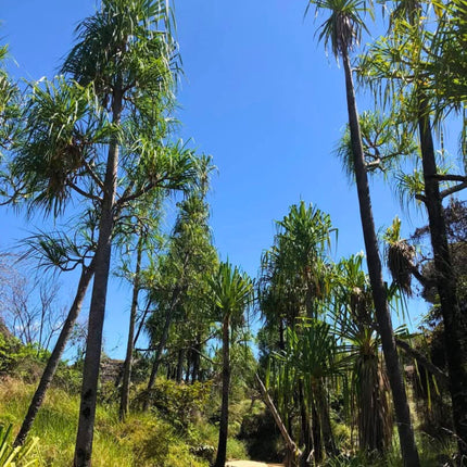 Nasiona Pandana Sosnowego - Pandanus Pulcher