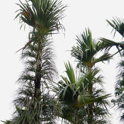 Nasiona Pandana Sosnowego - Pandanus Pulcher