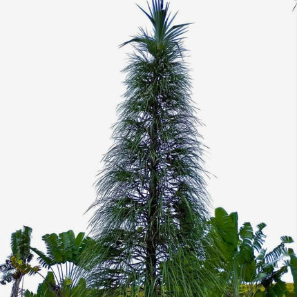 Nasiona Pandana Sosnowego - Pandanus Pulcher