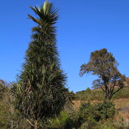 Nasiona Pandana Sosnowego - Pandanus Pulcher