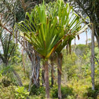 Nasiona Pandana Sosnowego (Pandanus pulcher)