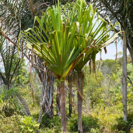 Nasiona Pandana Sosnowego - Pandanus Pulcher