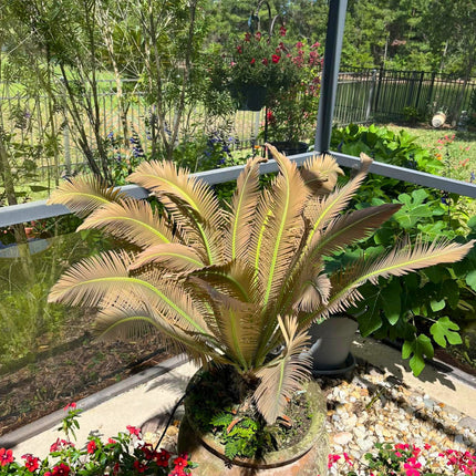 Nasiona Dioon Olbrzymiego - Dioon Spinulosum