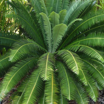 Nasiona Dioon Olbrzymiego - Dioon Spinulosum