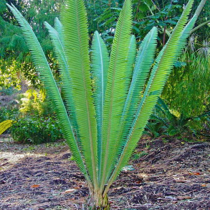 Nasiona Dioon Olbrzymiego - Dioon Spinulosum