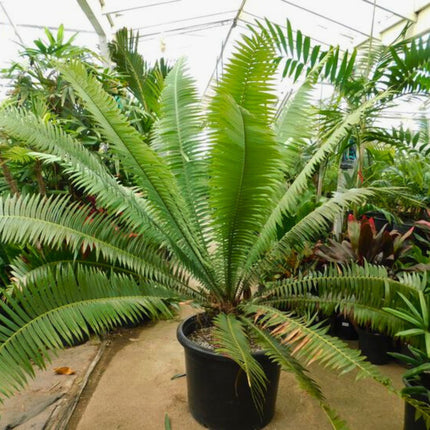 Nasiona Dioon Olbrzymiego - Dioon Spinulosum