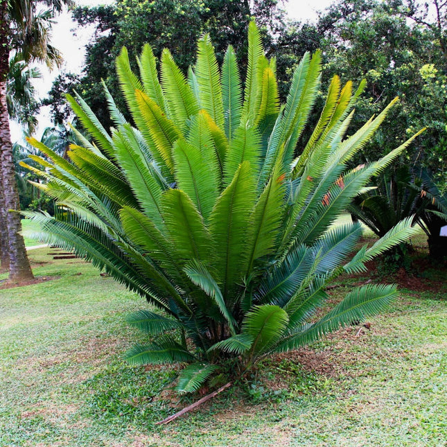 Nasiona Dioon Olbrzymiego - Dioon Spinulosum