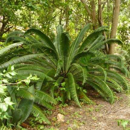 Nasiona Dioon Olbrzymiego - Dioon Spinulosum