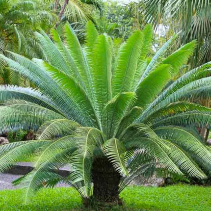 Nasiona Dioon Olbrzymiego - Dioon Spinulosum