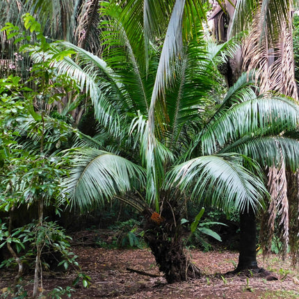 Nasiona Amerykańskiej Palmy Olejowej - Elaeis Oleifera