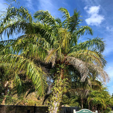 Nasiona Amerykańskiej Palmy Olejowej - Elaeis Oleifera