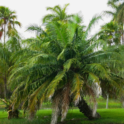 Nasiona Amerykańskiej Palmy Olejowej - Elaeis Oleifera
