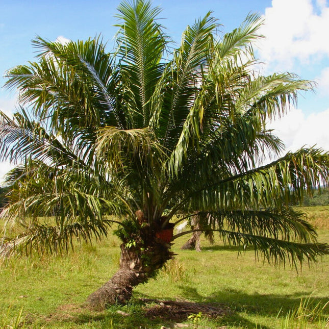 Nasiona Amerykańskiej Palmy Olejowej - Elaeis Oleifera