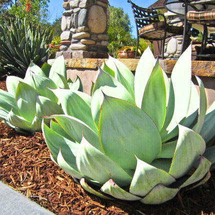 Nasiona Agawy Białej - Agave Mitis Albidior