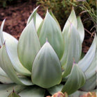 Nasiona Agawy Białej (Agave mitis albidior)