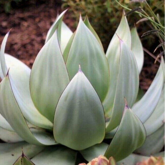 Nasiona Agawy Białej - Agave Mitis Albidior