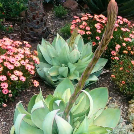 Nasiona Agawy Białej - Agave Mitis Albidior