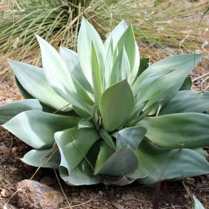 Nasiona Agawy Białej - Agave Mitis Albidior