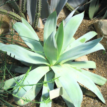 Nasiona Agawy Białej - Agave Mitis Albidior