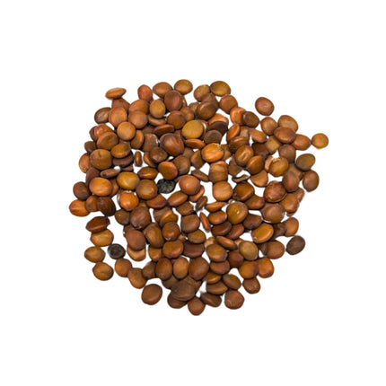 Nasiona Judaszowca Kanadyjskiego - Cercis Canadensis