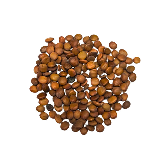 Nasiona Judaszowca Kanadyjskiego - Cercis Canadensis