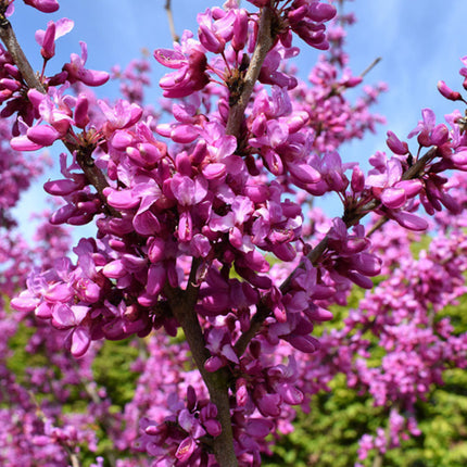 Nasiona Judaszowca Kanadyjskiego - Cercis Canadensis