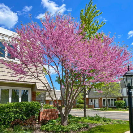 Nasiona Judaszowca Kanadyjskiego - Cercis Canadensis