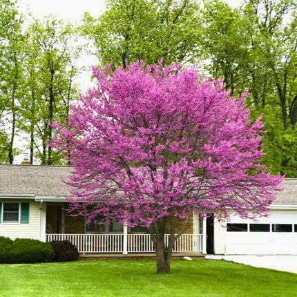 Nasiona Judaszowca Kanadyjskiego - Cercis Canadensis