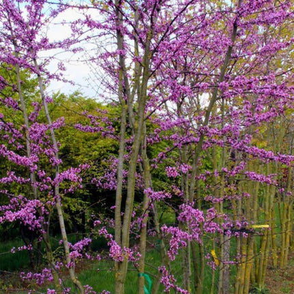 Nasiona Judaszowca Kanadyjskiego - Cercis Canadensis