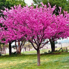 Nasiona Judaszowca Kanadyjskiego (Cercis canadensis)