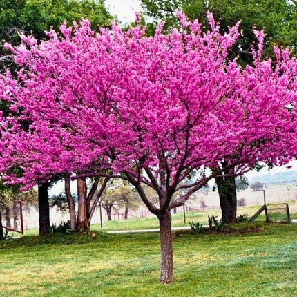 Nasiona Judaszowca Kanadyjskiego - Cercis Canadensis