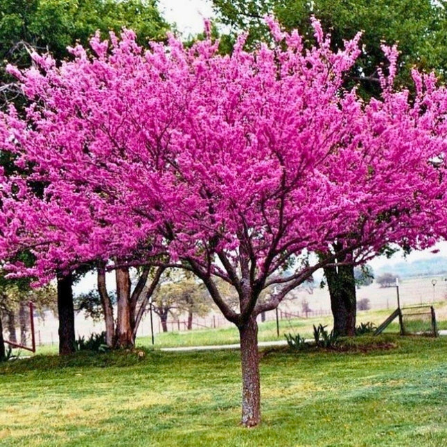Nasiona Judaszowca Kanadyjskiego - Cercis Canadensis