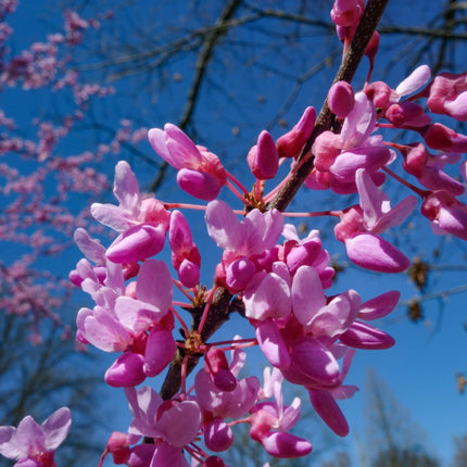 Nasiona Judaszowca Kanadyjskiego - Cercis Canadensis