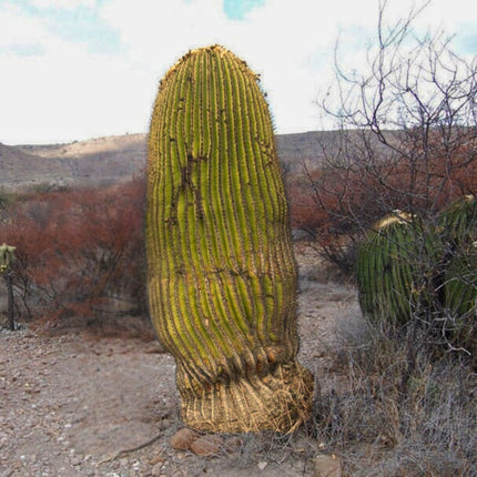 Nasiona Olbrzymiego Kaktusa Beczkowego - Echinocactus Platyacanthus