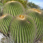 Nasiona Olbrzymiego Kaktusa Beczkowego (Echinocactus platyacanthus)