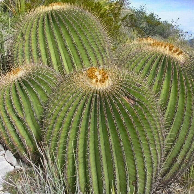 Nasiona Olbrzymiego Kaktusa Beczkowego - Echinocactus Platyacanthus