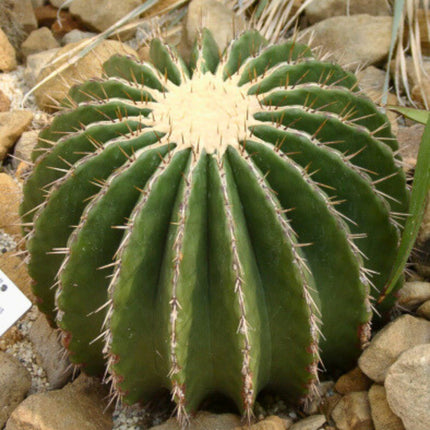 Nasiona Olbrzymiego Kaktusa Beczkowego - Echinocactus Platyacanthus