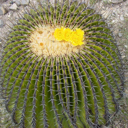 Nasiona Olbrzymiego Kaktusa Beczkowego - Echinocactus Platyacanthus