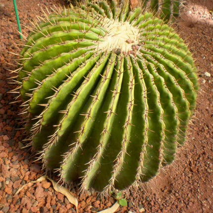 Nasiona Olbrzymiego Kaktusa Beczkowego - Echinocactus Platyacanthus