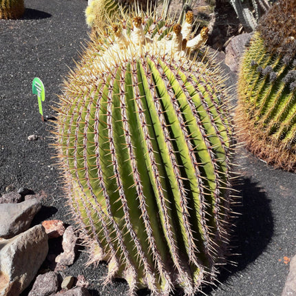 Nasiona Olbrzymiego Kaktusa Beczkowego - Echinocactus Platyacanthus