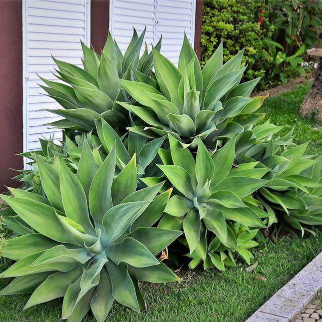 Nasiona Agawy Lisi Ogon - Agave Attenuata