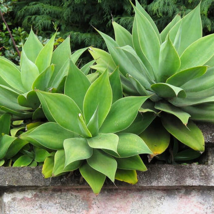 Nasiona Agawy Lisi Ogon - Agave Attenuata