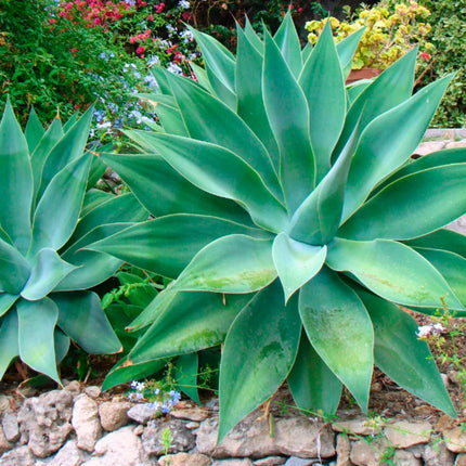 Nasiona Agawy Lisi Ogon - Agave Attenuata