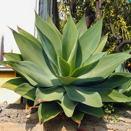 Nasiona Agawy Lisi Ogon - Agave Attenuata