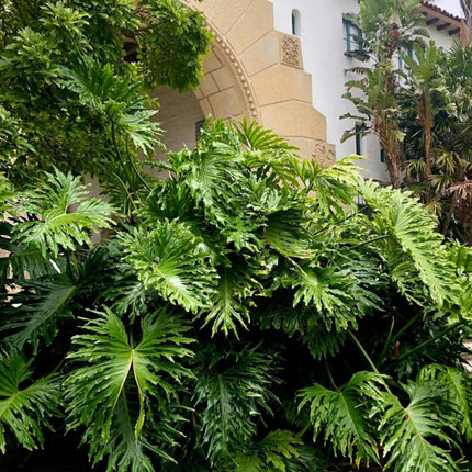 Nasiona Filodendronu Selloum - Philodendron Bipinnatifidum
