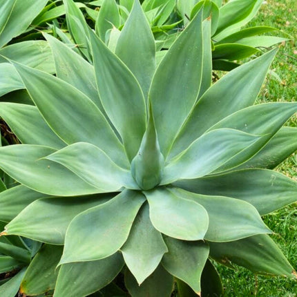 Nasiona Agawy Lisi Ogon - Agave Attenuata