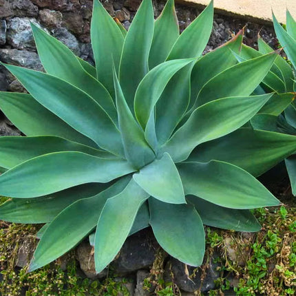 Nasiona Agawy Lisi Ogon - Agave Attenuata