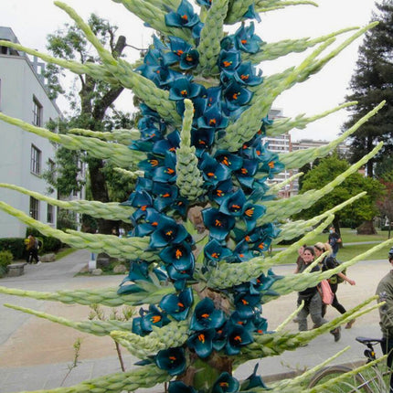 Nasiona Puya Szafirowa Wieża - Puya Alpestris