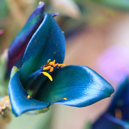 Nasiona Puya Niebieska - Puya Berteroniana