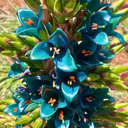 Nasiona Puya Szafirowa Wieża - Puya Alpestris